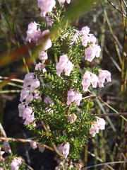 Erica glomiflora glomiflora