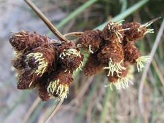 Hellmuthia membranacea