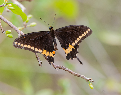 Papilio caiguanabus