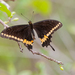 Poey's Swallowtail - Photo (c) Wayne Fidler, some rights reserved (CC BY-NC), uploaded by Wayne Fidler