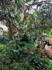 Mangifera indica