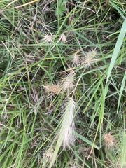 Hordeum marinum