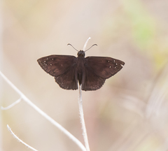 Ephyriades brunnea