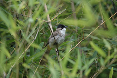 Pycnonotus xanthorrhous