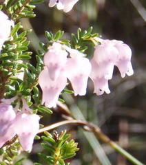 Erica glomiflora glomiflora
