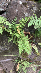 Woodsia obtusa