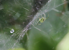 Cyrtophora guangxiensis