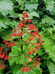 Clerodendrum paniculatum