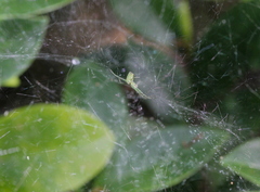 Cyrtophora guangxiensis