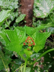 Clerodendrum paniculatum