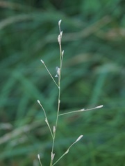 Glyceria notata