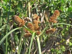 Cyperus thunbergii