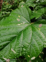 Clerodendrum paniculatum