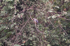 Urocissa erythroryncha