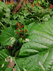 Clerodendrum paniculatum