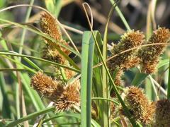 Cyperus thunbergii