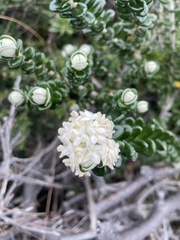 Pimelea nivea