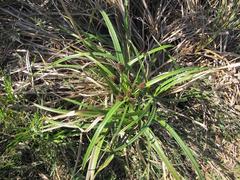 Cyperus thunbergii