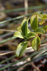 Coprosma crenulata