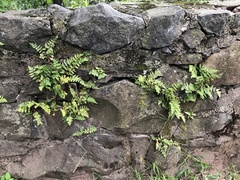 Woodsia obtusa