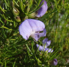 Psoralea laevigata