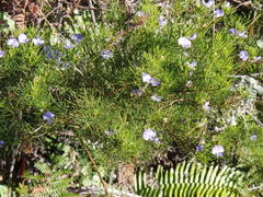 Psoralea laevigata