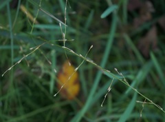 Glyceria notata