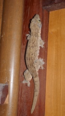 Gehyra marginata
