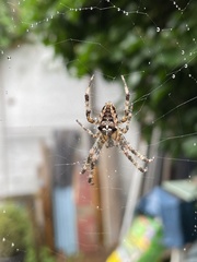 Araneus diadematus