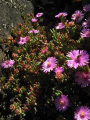 Esterhuysenia alpina