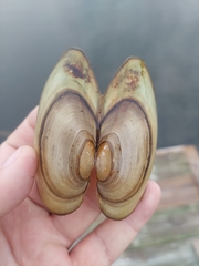 Pyganodon lacustris