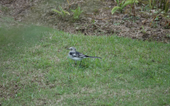 Motacilla alba