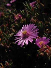 Esterhuysenia alpina