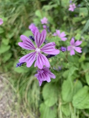 Malva sylvestris