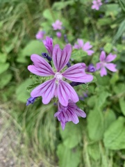 Malva sylvestris
