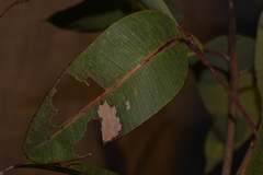 Hypertropha