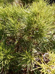 Olearia crosby-smithiana