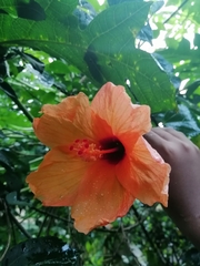 Hibiscus