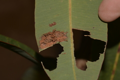 Hypertropha