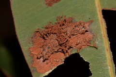 Hypertropha