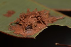 Hypertropha