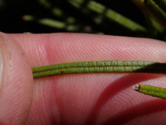 Olearia crosby-smithiana