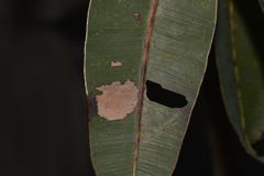 Hypertropha
