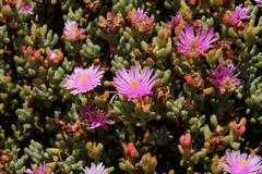 Lampranthus emarginatus