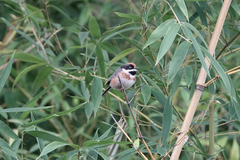 Aegithalos concinnus