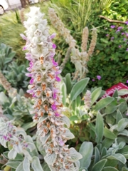 Stachys germanica