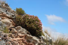 Lampranthus emarginatus