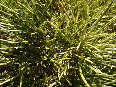 Olearia crosby-smithiana