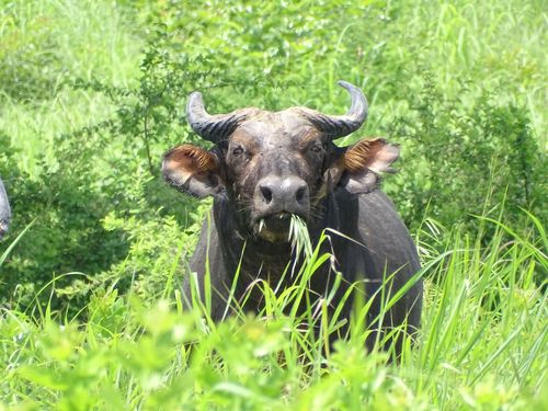Sudanese Buffalo