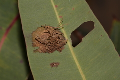 Hypertropha